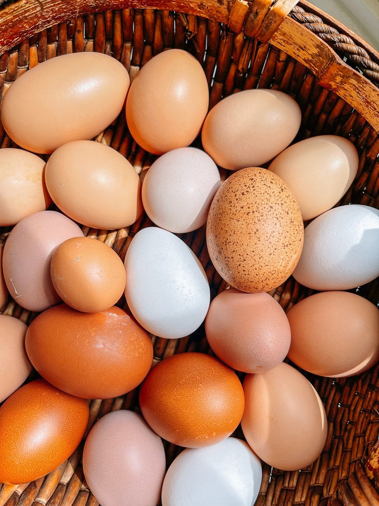 basket of chicken eggs