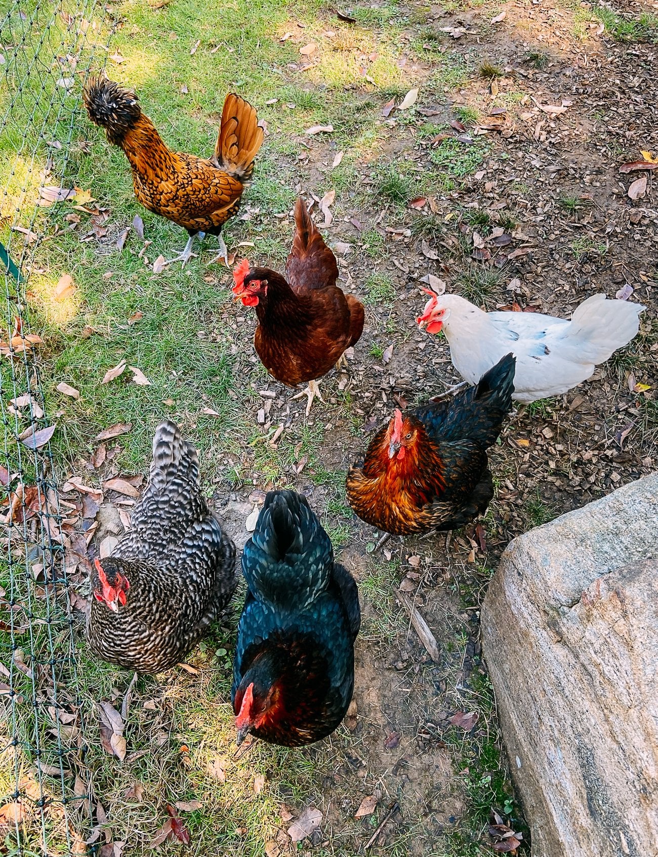 Backyard Chickens